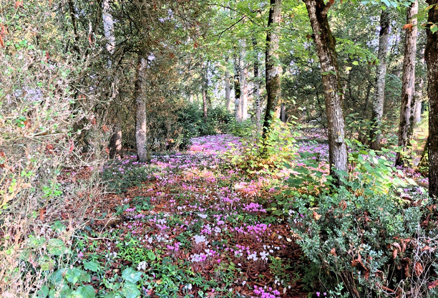 Espace vert - forêt- Le château de La Rolandière près de Tours en Centre-Val de Loire.