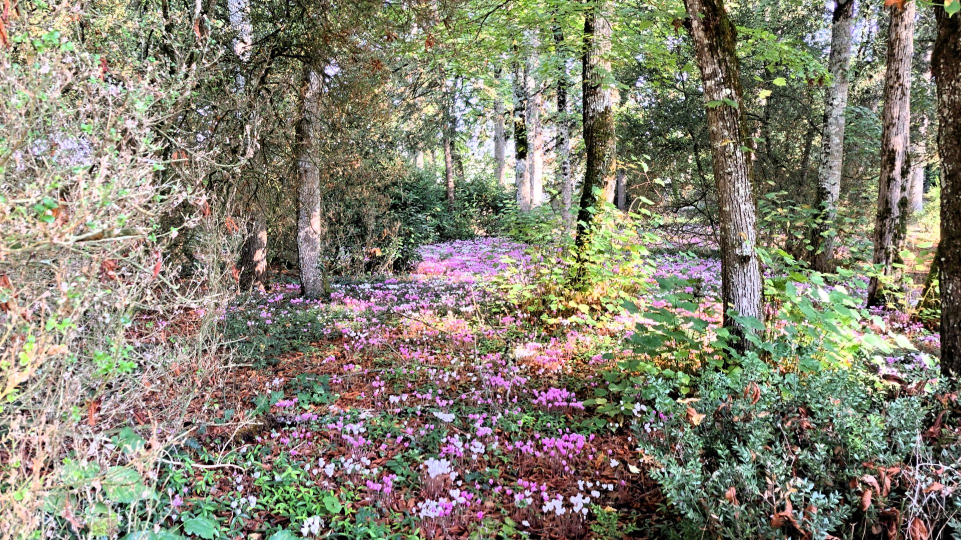 Espace vert - forêt- Le château de La Rolandière près de Tours en Centre-Val de Loire.