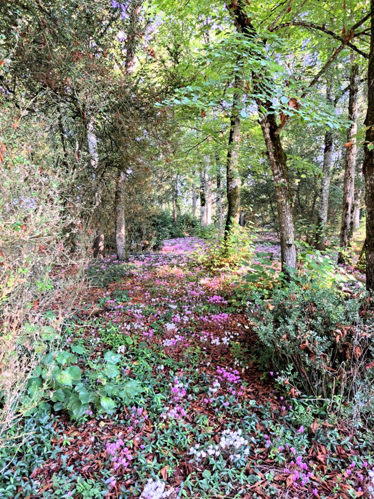 Espace vert - forêt- Le château de La Rolandière près de Tours en Centre-Val de Loire.
